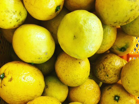 【化学肥料不使用】ギュッ‼️と濃い、果汁を楽しむニューサマーオレンジ(日向夏)