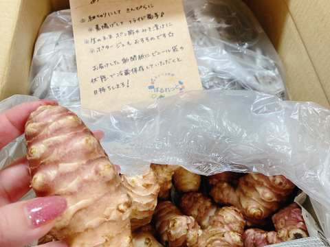 サイズいろいろ＊菊芋(赤)3kg＊掘りたてを洗ってお届け〜