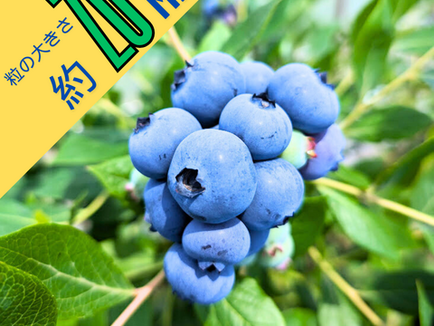 長野県産 ブルーベリー 3kg 大粒多め 大粒】食べたらわかる！甘くて大きなブルーベリー！125g × 4P