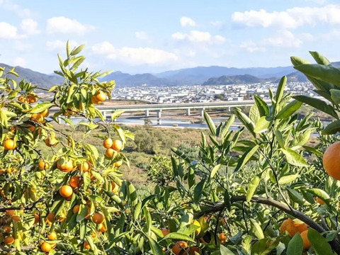 【冬ギフト】農家直送！有田みかん3kg≪2Sサイズ（小玉）秀品≫【平武農園】～蛍飛ぶ町から旬の便り～　和歌山｜有田｜田口｜ギフト｜こだわり　産地直送　お取り寄せ