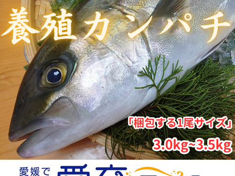 【贅沢ﾊﾟｯｸ】養殖カンパチ1尾＆養殖ウマヅラハギ4尾 /箱