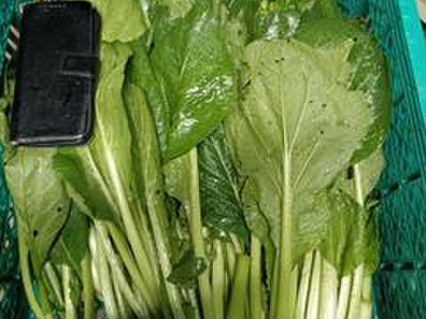 産地直送　朝どれ小松菜(3kg)
