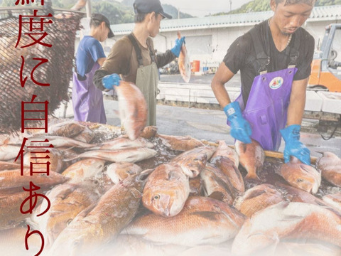 【冬ギフト】沼津産真鯛のごま茶漬け10袋