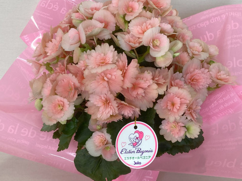 エラチオールベゴニア【クリスティーフリンジ】4.5寸　上品なペールピンクとギザギザの花弁が個性的なエレガントな品種です。