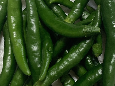 産地直送の採ったその日の唐辛子を50g