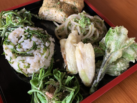 【天然】今が旬！山菜コシアブラ！