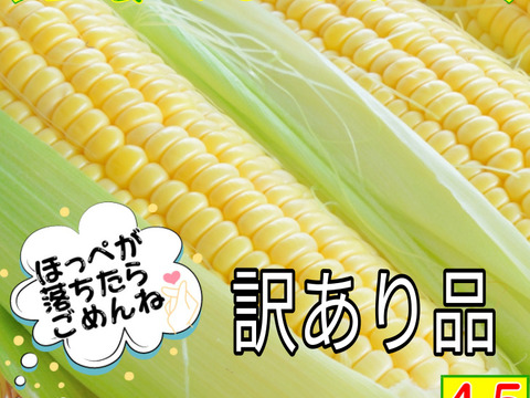 ゴールドラッシュ！15本前後