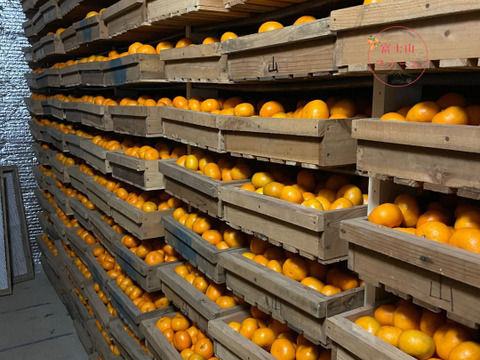 【約4.5キロ箱込 訳ありみかん】 寿太郎みかん 西浦みかん 訳あり 自宅用 静岡産 【3月下旬までの季節限定品！】