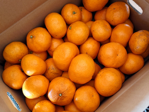 【販売開始】完熟早生ミカン 5㎏。サイズ混合。