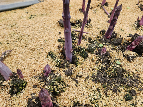 【紫＆緑アスパラ食べ比べ】「アスパラガス」サイズミックス1kg