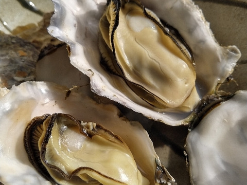 【セット品で5kg】 剥き身500g+殻付き牡蠣普通サイズ 2.5kg（目安23個）+小さめ殻付き牡蠣SSサイズ2kg（目安40個）松島牡蠣屋 生牡蠣 生食