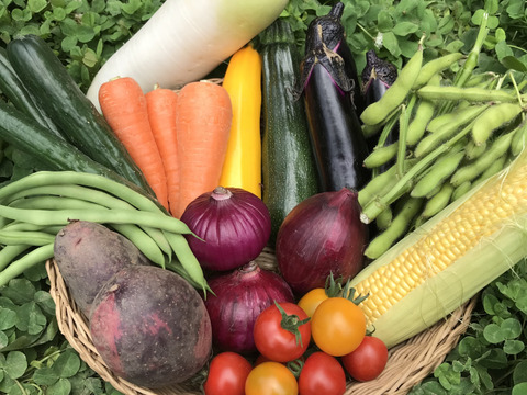 【ふるさと納税・定期便6ヶ月】Lサイズ ＊旬野菜セット(約10~11品)×6回【農薬：栽培期間中不使用】 ＜千葉県我孫子市＞