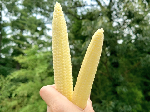 ヤングコーンであなたの人生変わったらゴメンナサイ（60サイズ）