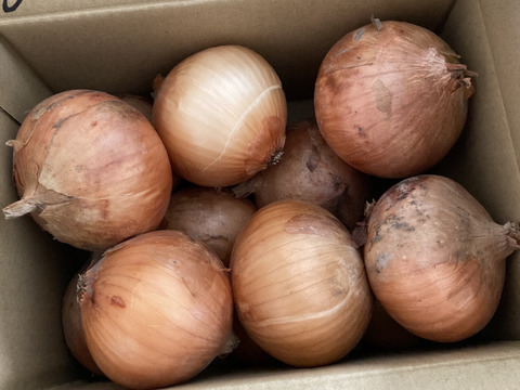 《自然栽培・食品ロス》淡路島産  人に優しい 旨味「玉ねぎ」 (晩生)２ kg
【2020年最優秀賞受賞／2022年SDG'sエバンジェリスト認定取得】