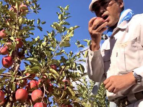 【極小玉・バラ詰め】サンふじ＆シナノゴールド🍎💛家庭用約5Kg🍎💛ハーフセット　毎日りんご　コスパ抜群　青森県産　数量限定