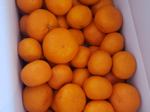 年明けでも薄皮！濃厚！甘～い！三拍子そろったみかん！とにかく甘くて美味しいみかんを食べたい方にオススメ！二段熟成の完熟みかん「熟成味柑」　サイズ混合　たっぷり５ｋｇ【177】