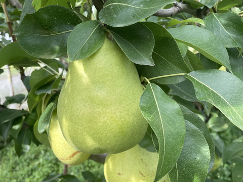 【西洋なし】マルゲリット・マリーラ 3キロ 【さわやかな美味しさ】【西洋梨】【西洋ナシ】【🍐】