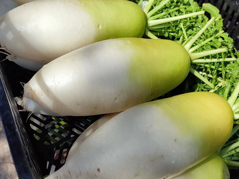 【アワード受賞福袋】旬野菜おまかせＬセット(12品目) 期間限定！！