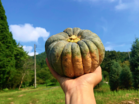 5kg自然栽培の"完熟"固定種かぼちゃ🎃日本かぼちゃの小菊南瓜　野菜