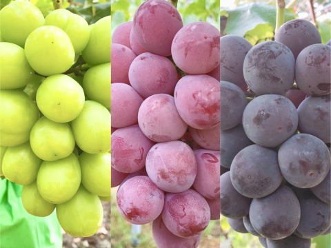 【人気3色葡萄セット】シャインマスカット+クイーンニーナ+ニューピオーネ 各1房 合計約1.8kg 贈答用 秀品ランク 岡山県産(熨斗対応可) 【夏ギフト】