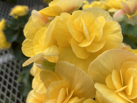 【贈答用】2鉢アソートは格別な贈り物になりますね。エラチオールベゴニア【バスケット２入】4.5寸