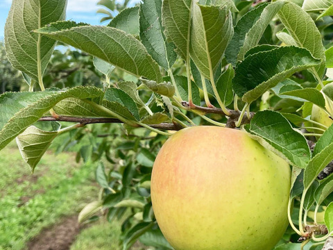 【期間限定】大豊作還元セール！特別栽培🍏葉とらずりんご3kg 大特価！