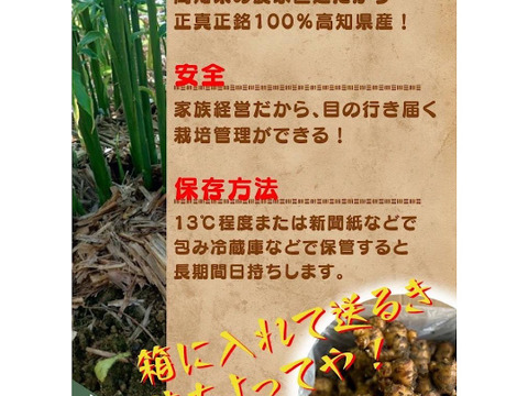 土佐の大生姜　高知県産　生姜　2㎏