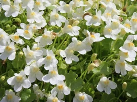 2個セット シンバラリア パリダアルビフローラ  ホワイトガーデン グランドカバー イングリッシュガーデン 花苗 多年草 宿根草