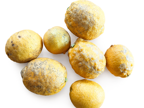 規格外品）農薬不使用　香り完熟 自然栽培レモン1kg(7個前後）