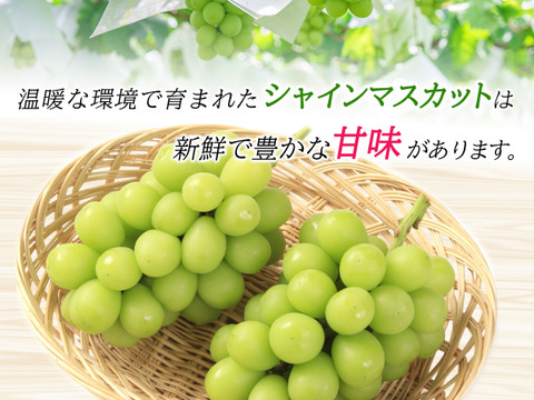 【6月発送開始】温室栽培シャインマスカット【長野県産】400g 3房