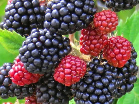 【希少】採れたてをすぐに冷凍！国産冷凍ブラックベリー（500g）