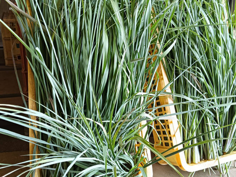 レモングラス フレッシュ 生葉 500g