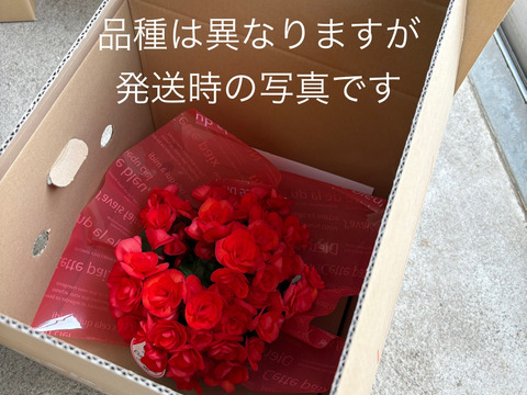 【贈答用】真紅の花弁に魅了されます。エラチオールベゴニア【カルメン】4.5寸