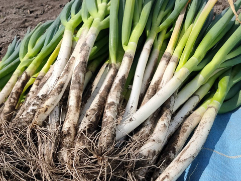 【クール便】たっちゃん農園の白ネギL 10kg程度(1~1.5cm程度)