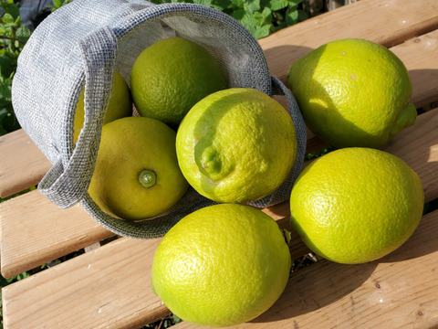 香川産レモン 20個 化学農薬化学肥料不使用 たっぷり2㎏相当 remon れもん