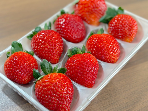 （2kg:8ケース）朝採れとちおとめ　いちご生産量日本一の街からお届けします★