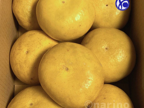 [4kg] 黄色い芳香柑橘 天草の文旦：パール柑