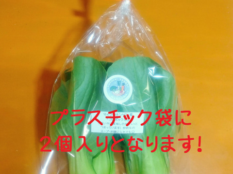 【個包装×6袋】マイクロチンゲン菜『コロポックル』12個 ☆瀬戸内の太陽たっぷりの香川県産