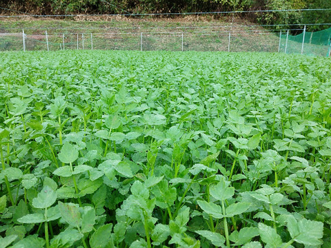独特な爽やかな香り
🌿南三陸せり🌿
２kg（200ｇ✕10束入り）