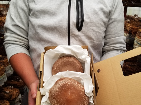 【今だけ500円OFF】 贅沢しいたけ 【特大!