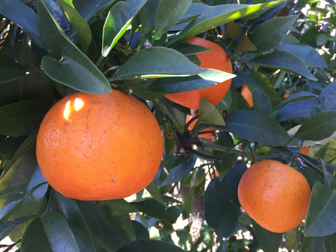 健康に良い橙（約４kg）