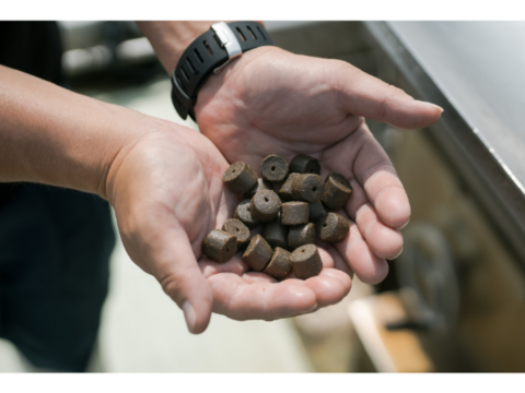 【もちもちで甘い】百年漁師の真鯛（養殖）お刺身用サク　100g×3P