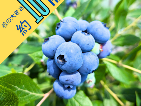 【小粒】食べたらわかる！甘～いブルーベリー！