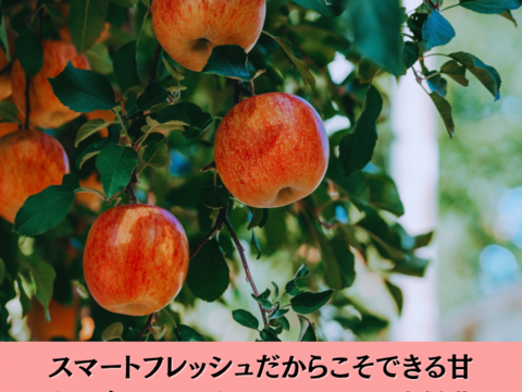 【まるで採れたて】シナノスイート 訳あり 10kg りんご 甘い  ご家庭用  果物 フルーツ お中元 ギフト リンゴ アップル   おやつ 子供のおやつ 貯蔵りんご 父の日 まるで採れたて
