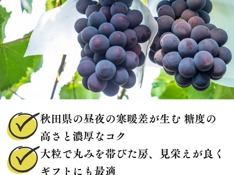 秋田県産 ピオーネ 2パック 葡萄 ぶどう  種なし 甘い 皮ごと食べられる 高級フルーツ ギフト 贈答 家庭用 人気 旬の葡萄 高級フルーツ 送料無料 ギフト 贈答 家庭用 敬老の日