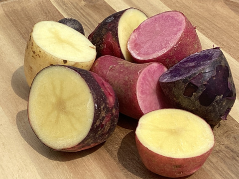 ノウフク　カラフルじゃがいもミックス 1kg　【栽培期間中農薬化学肥料不使用】