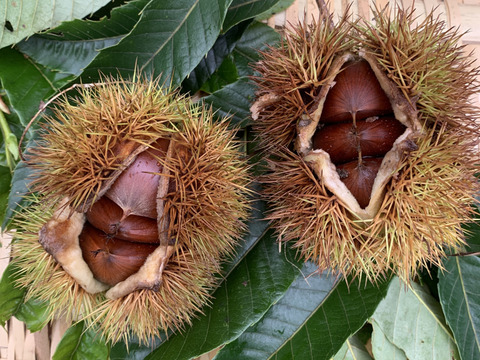 【1kg】秋の味覚『やまえ栗』M〜LLサイズの詰め合わせ！