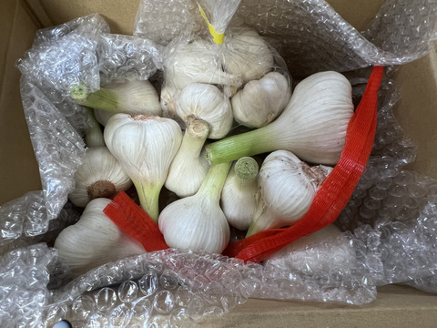 【生にんにく】年に一度、今しか食べれない生ニンニク！兵庫県神戸産！農薬不使用｜1kg