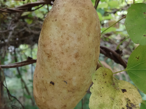 自然栽培アケビ２キロとちょっと  80サイズ⭐️⭐️⭐️⭐️⭐️