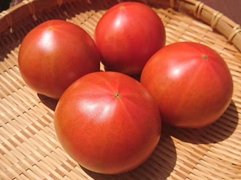 【野菜ソムリエサミット金賞】濃厚！ウエタトマトのトマト(4キロ箱)
